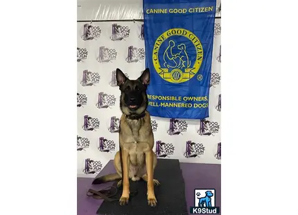 a belgian malinois dog sitting on a chair