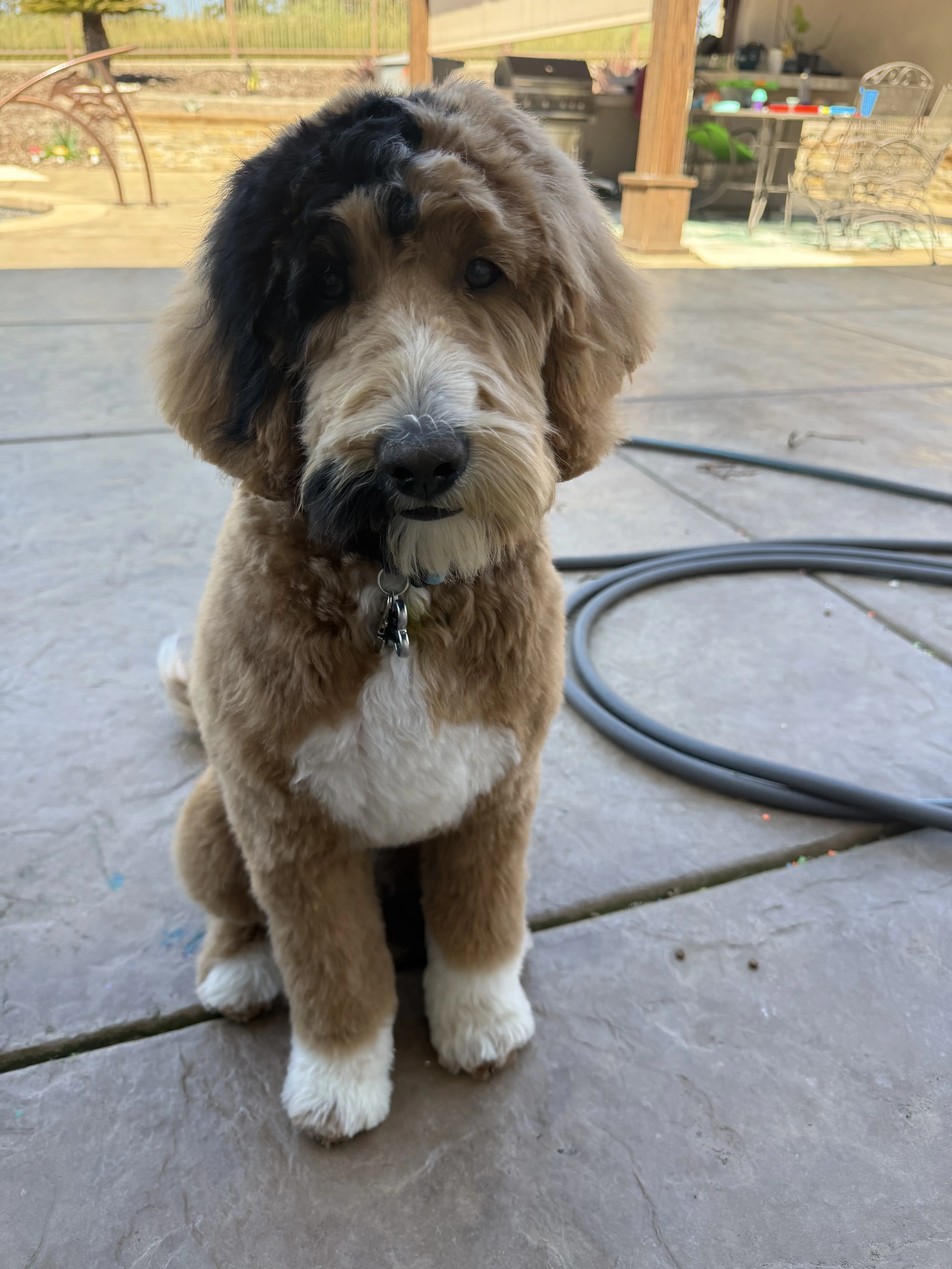 Goldendoodles stud dog: Fluffy Goldendoodle with a brown and white coat sitting outdoors