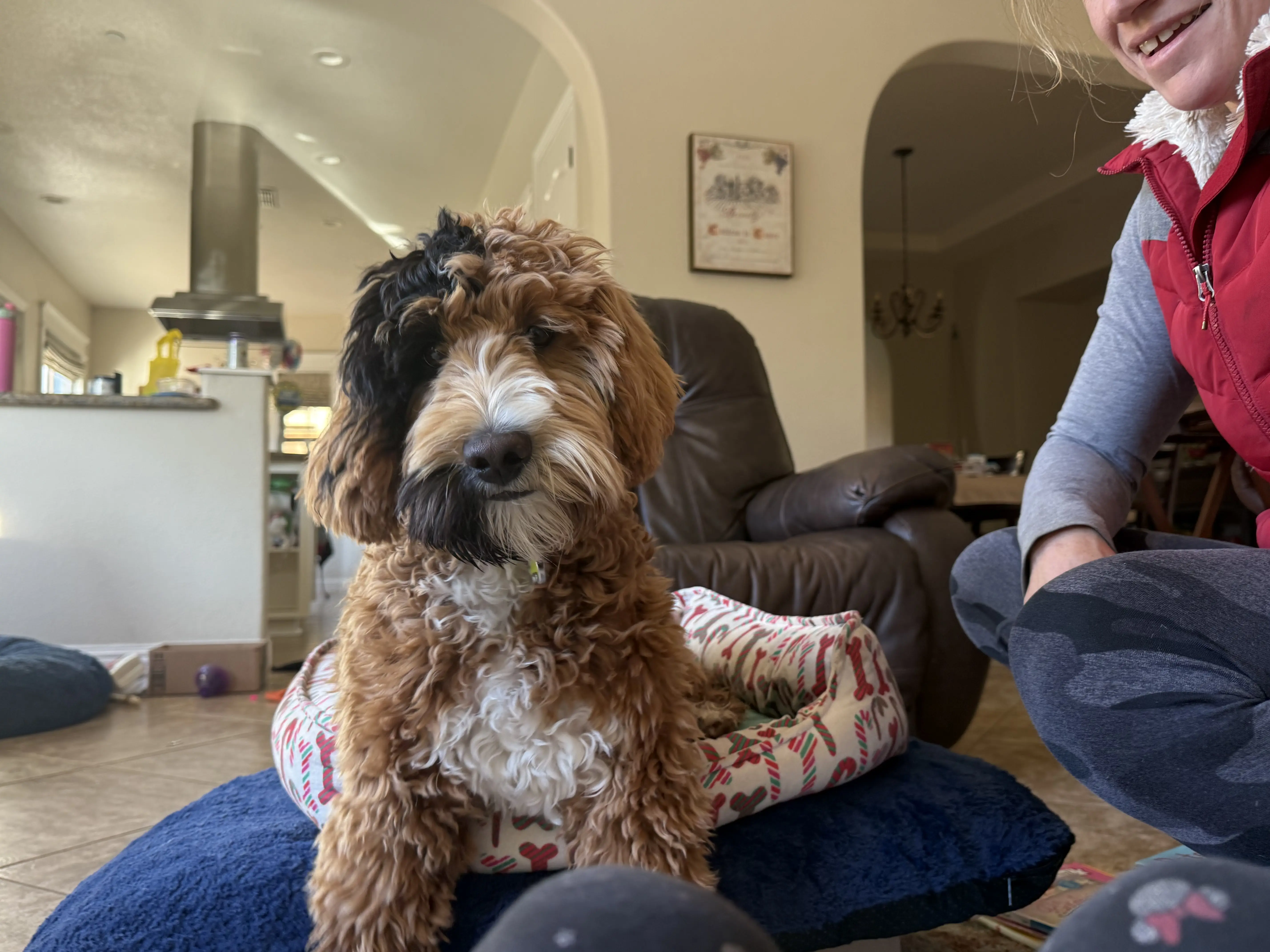 Goldendoodles stud dog: Goldendoodle with a black and brown coat sitting on a dog bed