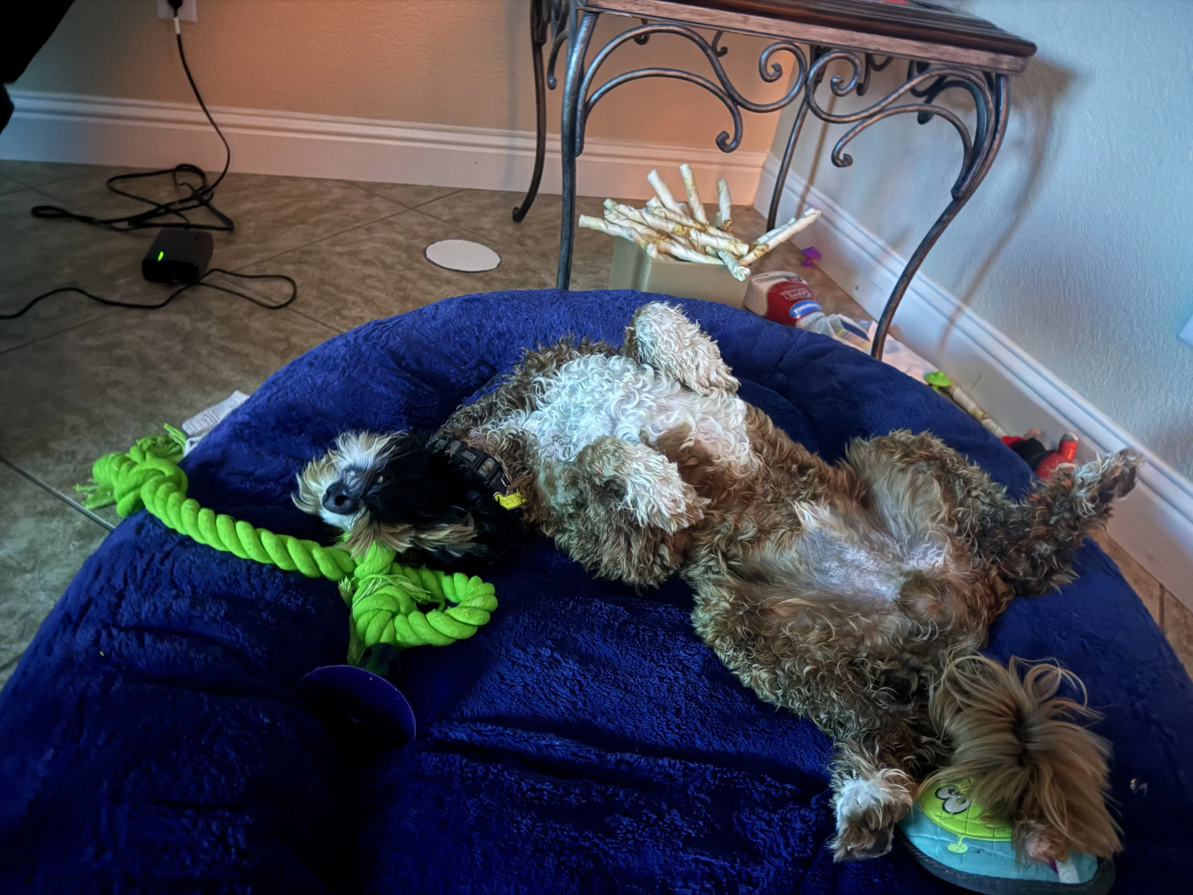 Goldendoodles stud dog: Goldendoodle lying on a blue dog bed with a toy