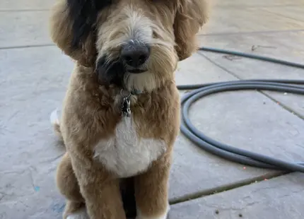 Goldendoodles stud dog: Fluffy Goldendoodle with a brown and white coat sitting outdoors