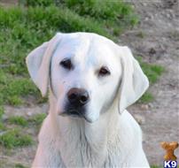 lab puppies for sale in ky labrador retriever pups for sale in ky photo lab puppies for sale in ky labrador retriever pups for sale in ky photo