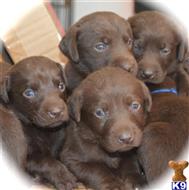 labrador retriever puppy posted by mbgosser0419