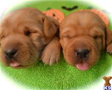 labrador retriever puppy posted by mbgosser0419