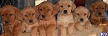labrador retriever puppy posted by mbgosser0419