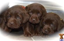labrador retriever puppy posted by mbgosser0419