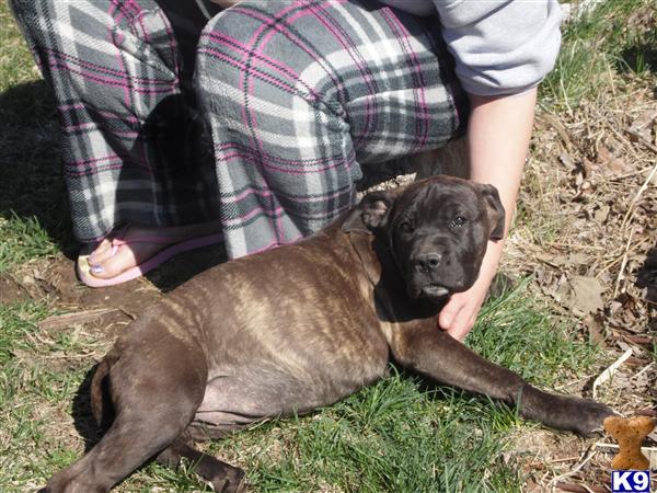 Cane Corso