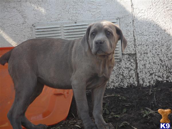 Cane Corso