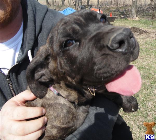 Cane Corso