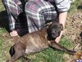 Cane Corso
