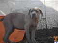 cane corso puppy posted by mbhb