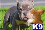 american pit bull puppy posted by mbiris