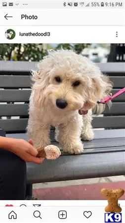 Goldendoodles female dog