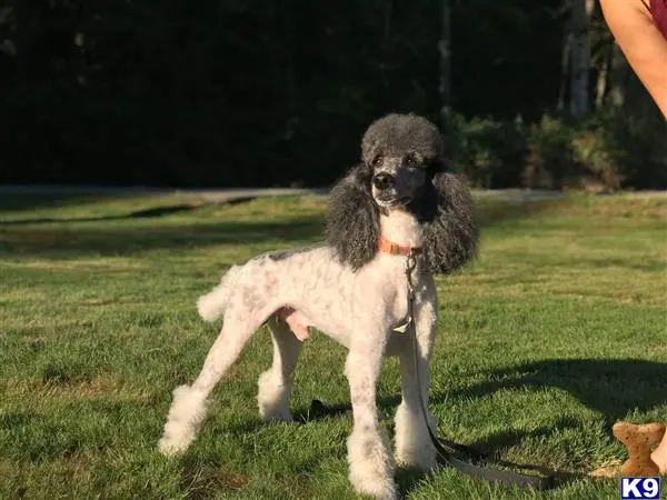 Poodle stud dog