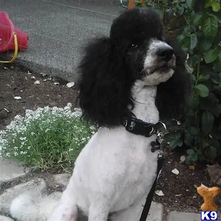 Poodle stud dog