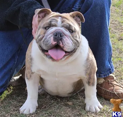 English Bulldog stud dog