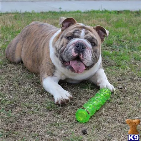 English Bulldog stud dog