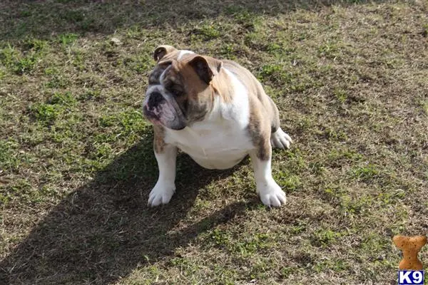 English Bulldog stud dog