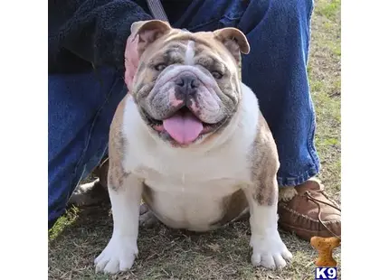 English Bulldog