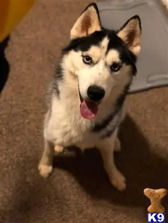 Siberian Husky stud dog