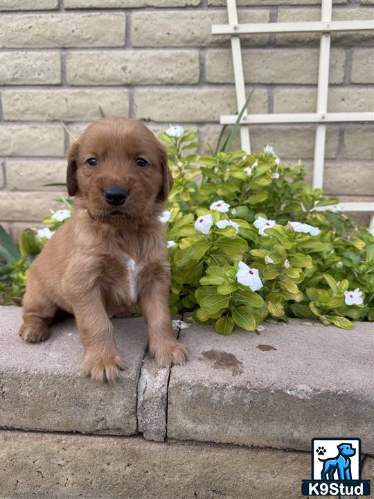 a golden retriever puppy sitting on a stone ledge next to a flower bush