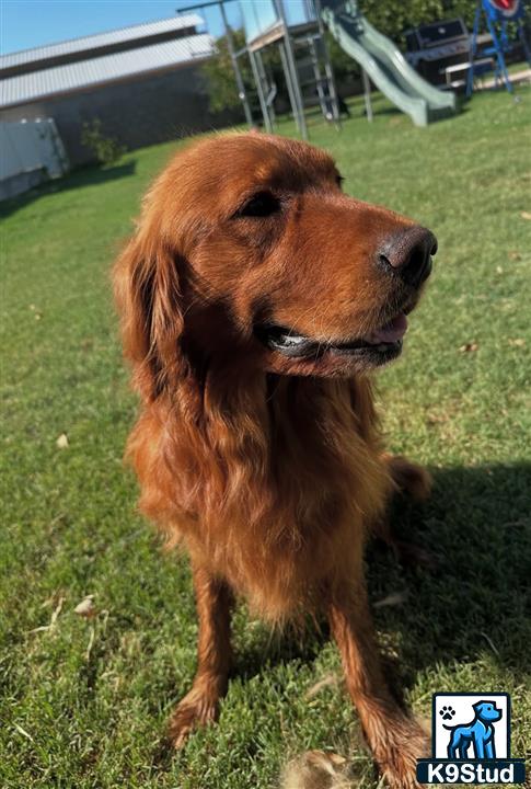 a golden retriever dog sitting on grass