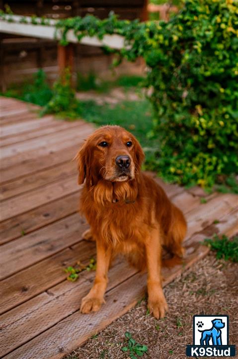 a golden retriever dog sitting on a wood deck