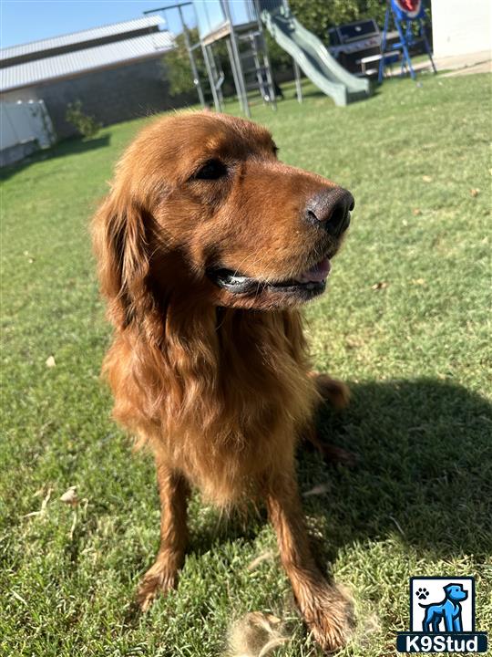 a golden retriever dog sitting on grass