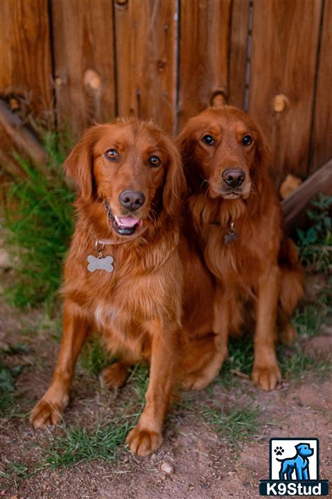 two golden retriever dogs sitting next to each other