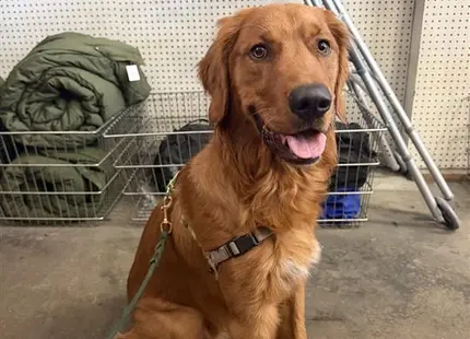 Golden Retriever dog