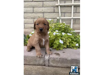 a golden retriever puppy sitting on a stone ledge next to a flower bush