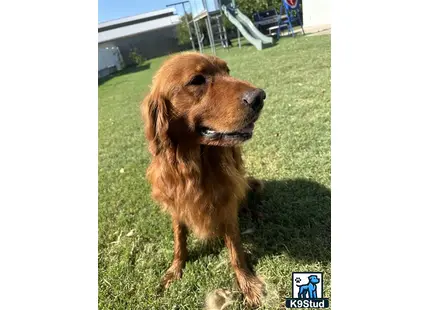 a golden retriever dog sitting on grass