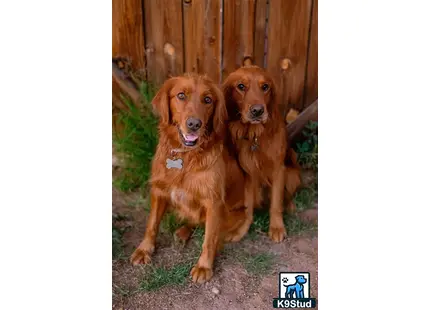 two golden retriever dogs sitting next to each other