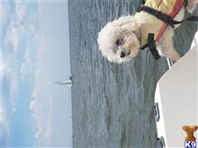 Bichon Frise