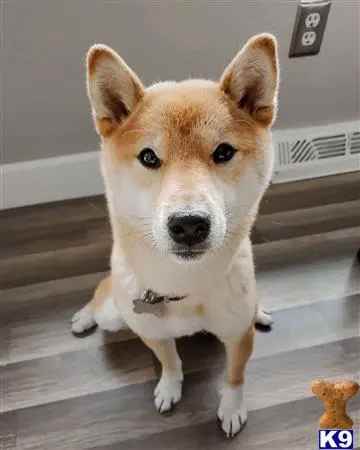 Shiba Inu