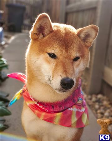 Shiba Inu Stud Dog: Yuki 21 Months old