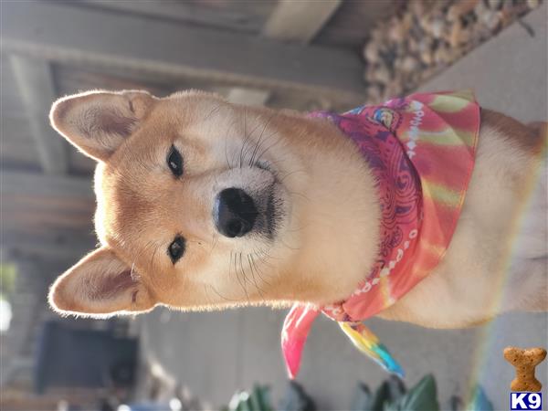 Shiba Inu Stud Dog: Yuki 21 Months old