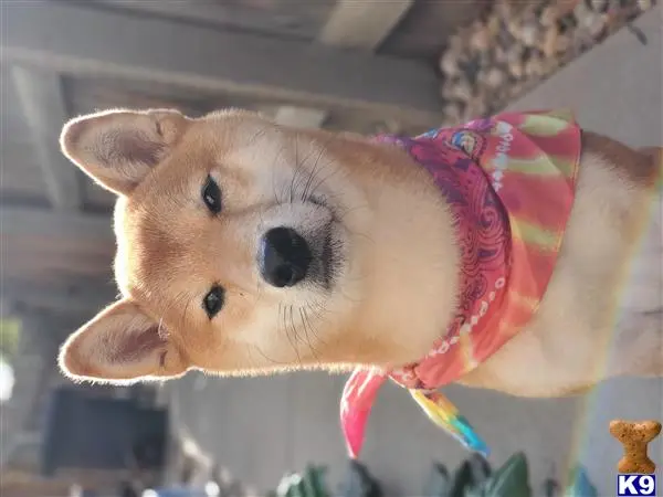 Shiba Inu stud dog