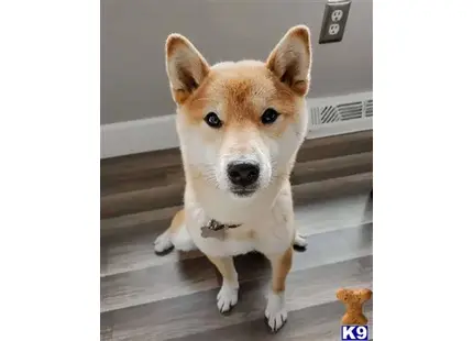 Shiba Inu