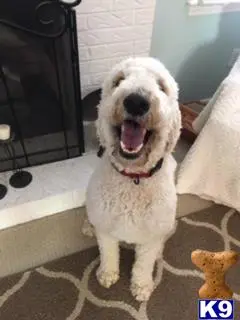 Goldendoodles stud dog