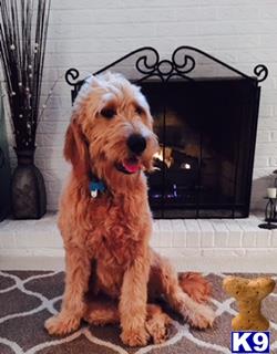 a goldendoodles dog sitting on a rug