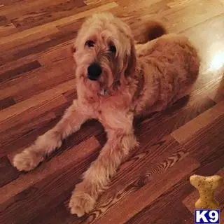 Goldendoodles stud dog