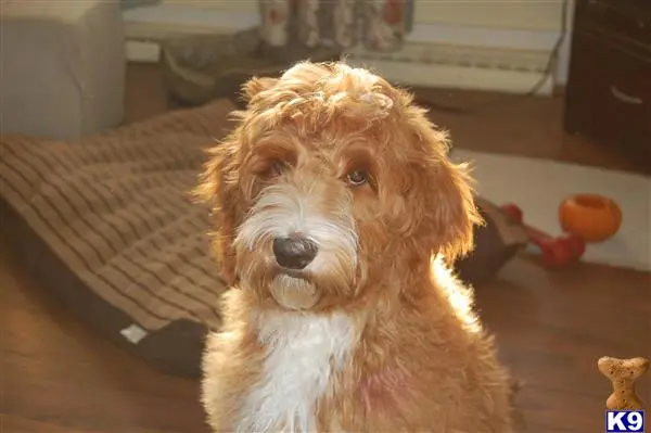 Australian Labradoodles