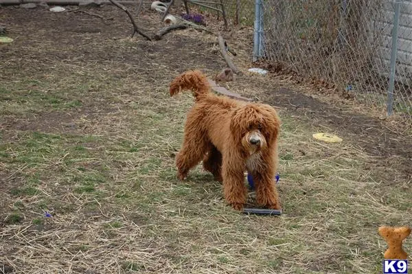 Australian Labradoodles stud dog