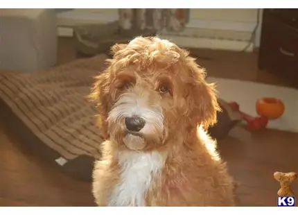 Australian Labradoodles