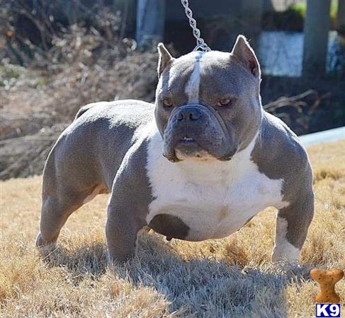 a american bully dog on a chain