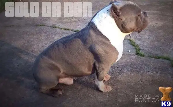American Bully stud dog: a american bully dog sitting on the ground