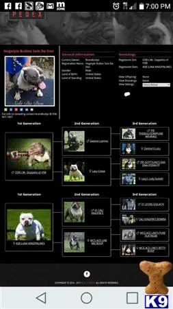 American Bully stud dog: graphical user interface, application