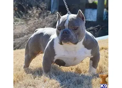 American Bully stud dog: a american bully dog on a chain