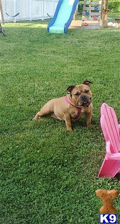 English Bulldog female dog